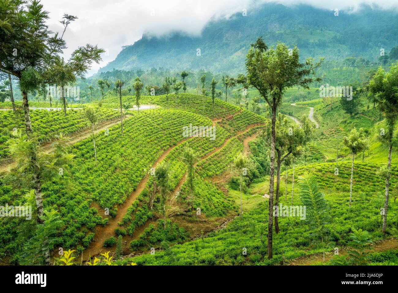 Tea plantation in Sri Lanka Asia Stock Photo