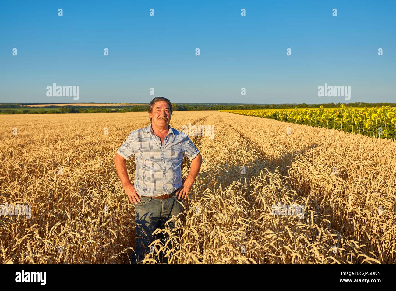 farmer standing in a wheat field, looking at the crop Stock Photo - Alamy
