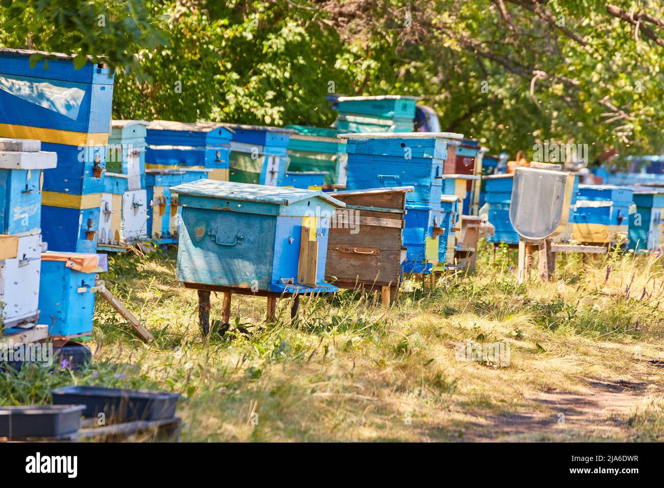 evidence from the bees are in a clearing in the woods Stock Photo