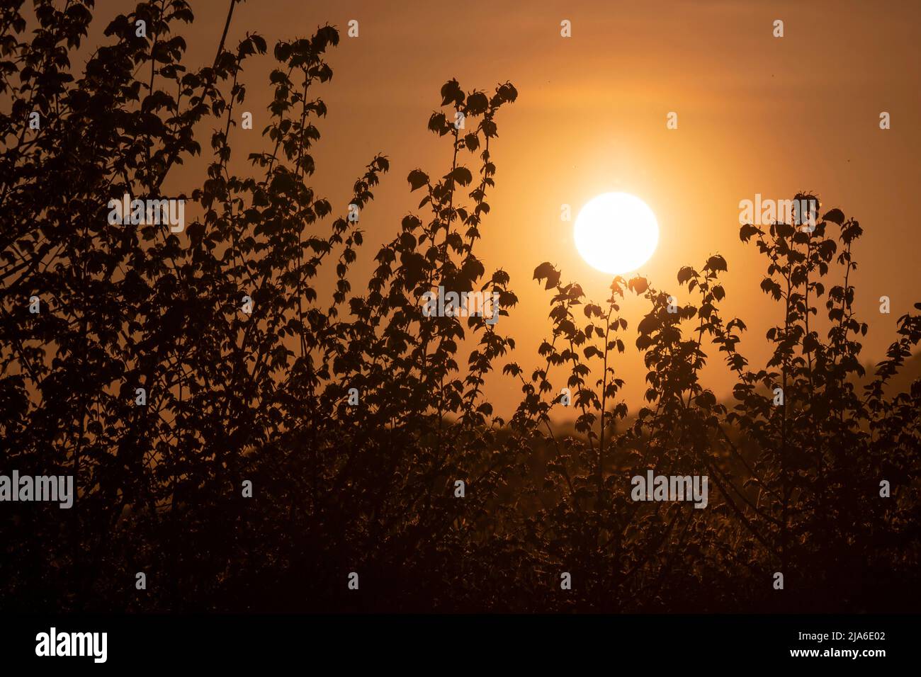 Sun setting through dense hi-res stock photography and images - Alamy