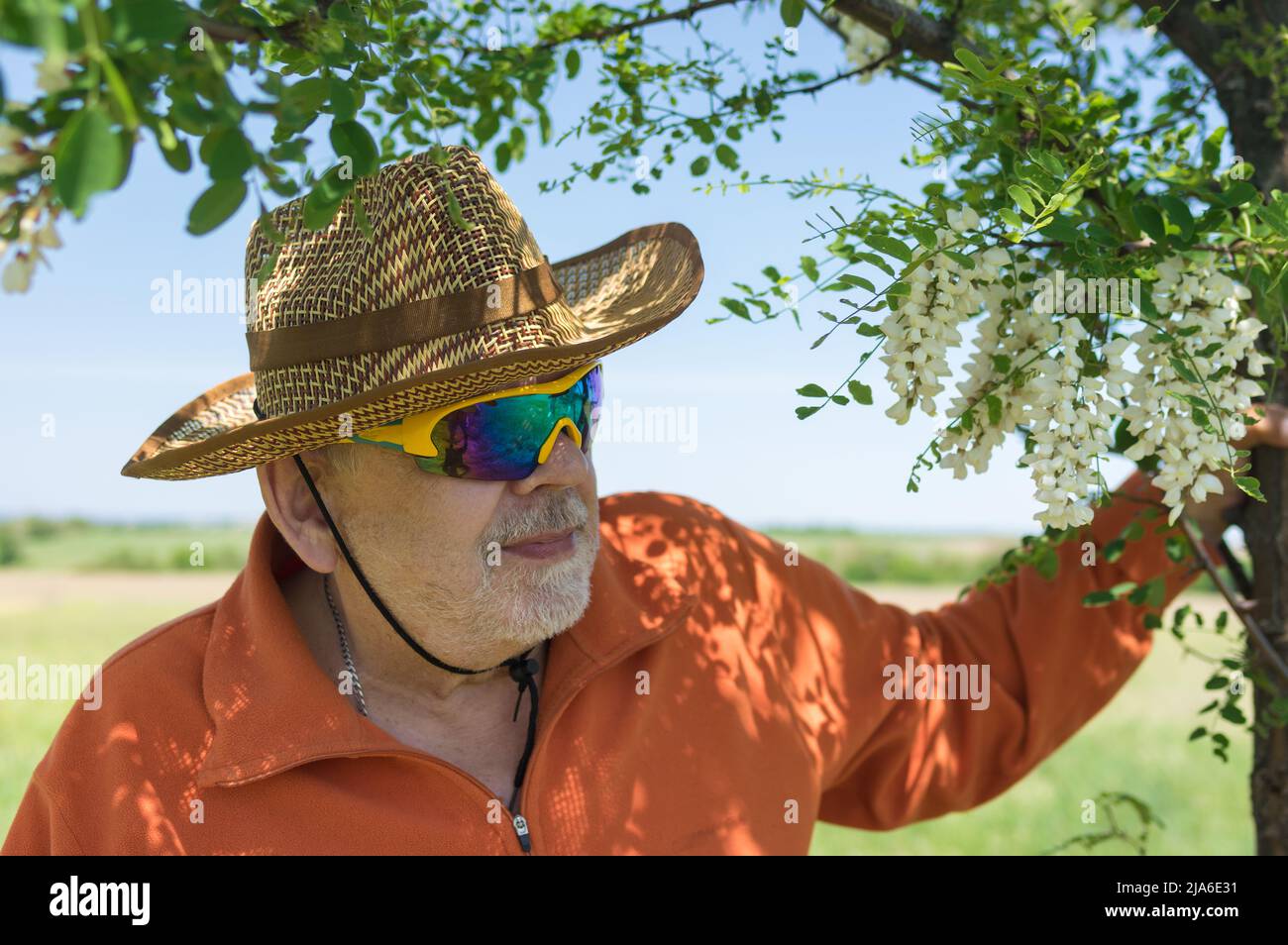 Portrait of bearded Ukrainian senior farmer standing under  sadow of flowering acacia tree against of green agricultural field and looking forward Stock Photo