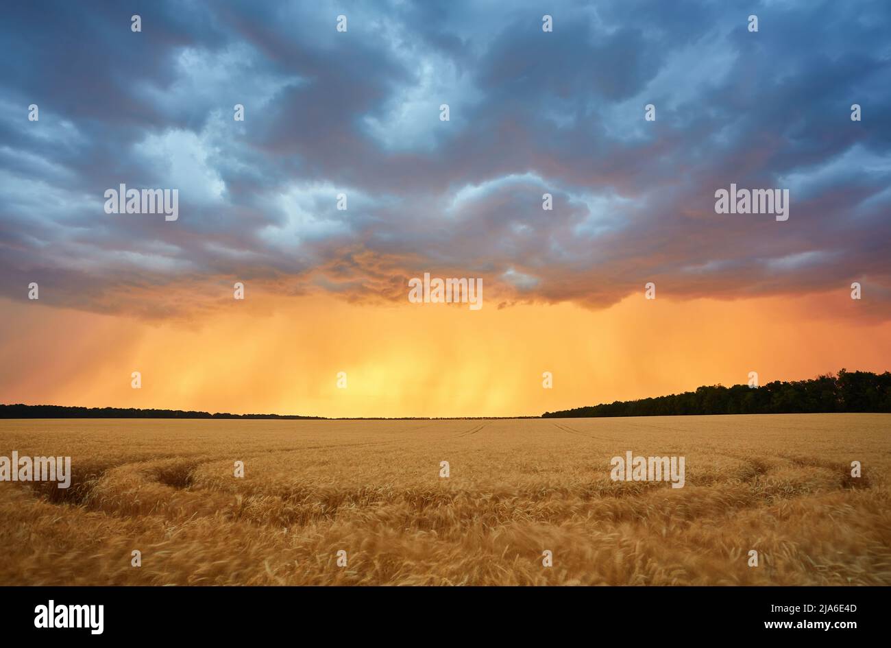 Dark thunderclouds over a wheat field at sunset. The beginning of a ...