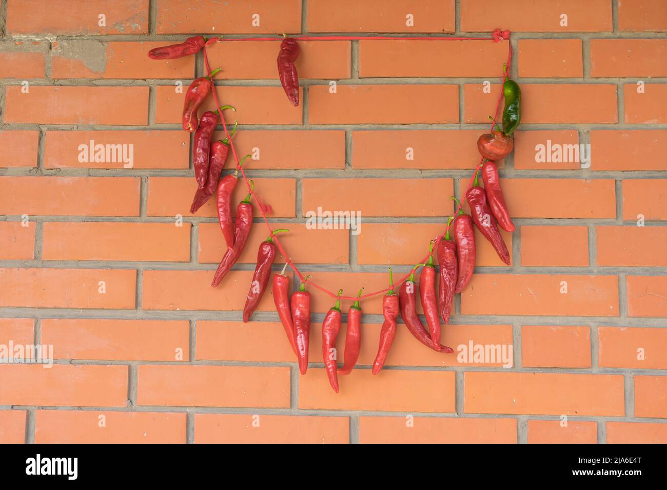 bunch of organic red chili peppers hanging on ukrainian house wall and drying Stock Photo