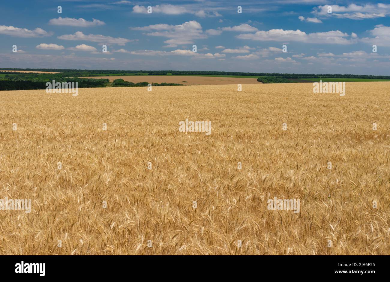 June landscape with ripe wheat fields near Dnipro city in central Ukraine Stock Photo
