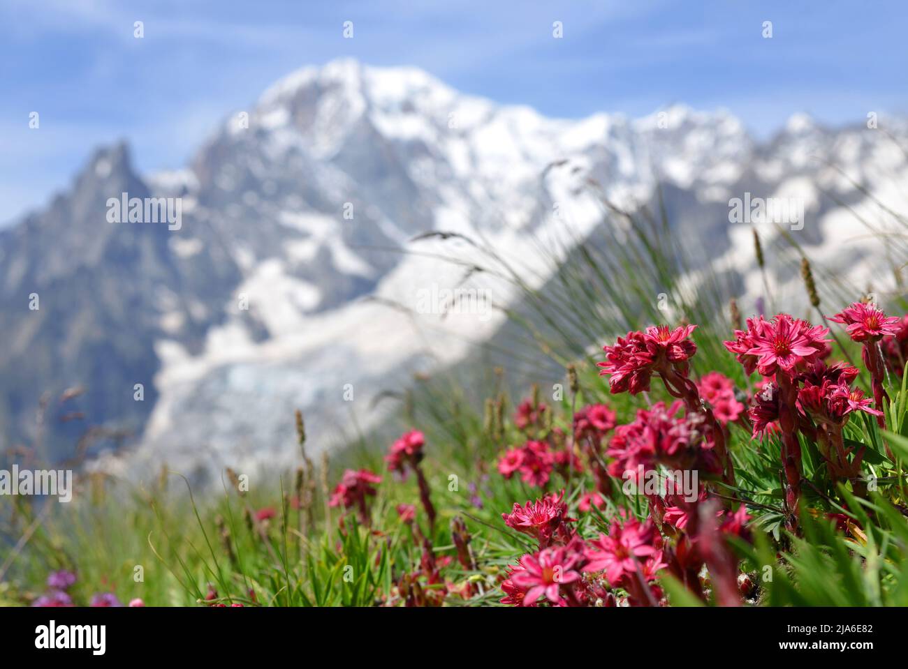 Mont blanc range spring flower hi-res stock photography and images - Alamy