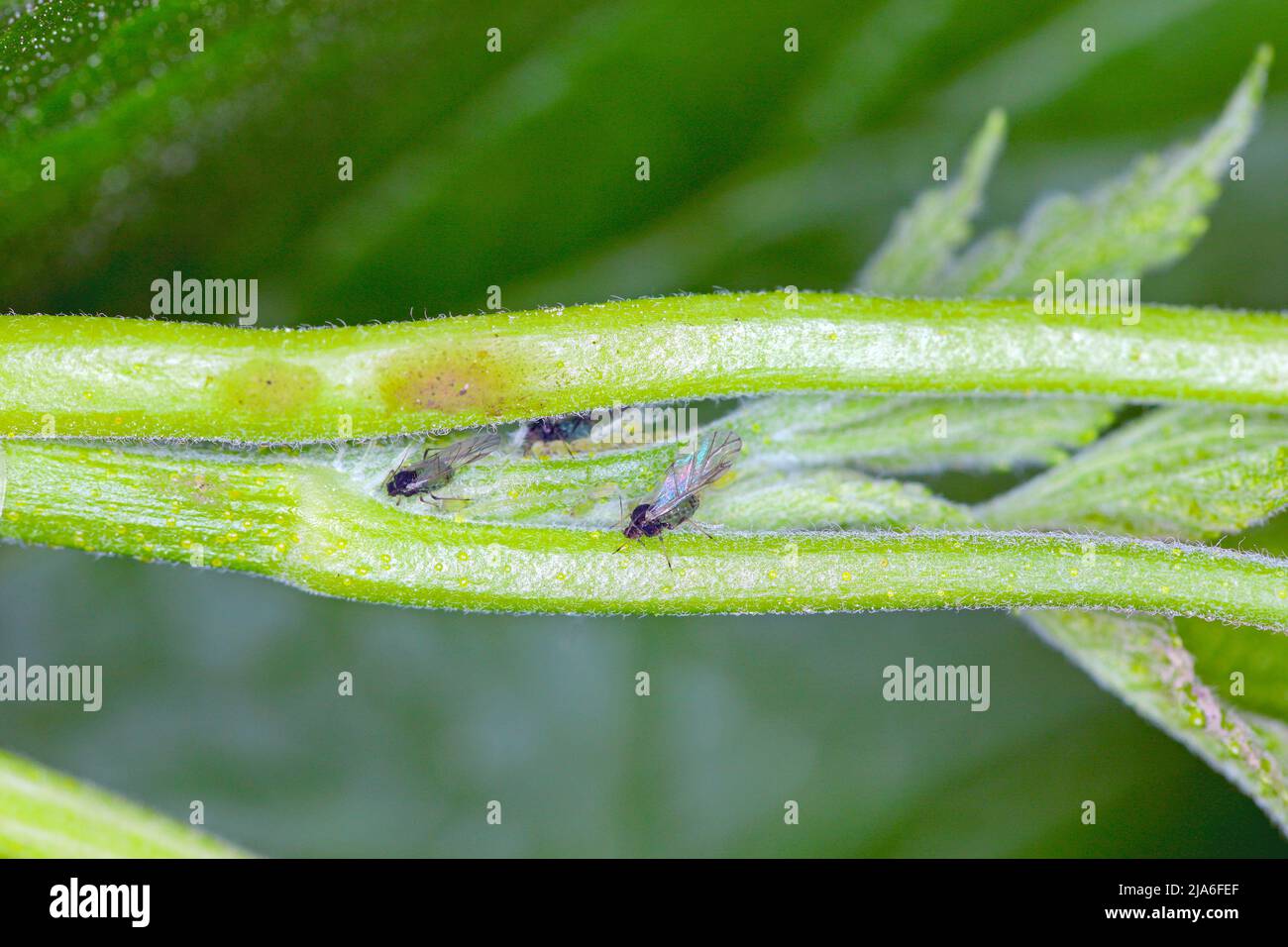 Red currant blister aphid Cryptomyzus ribis on leaf. Stock Photo