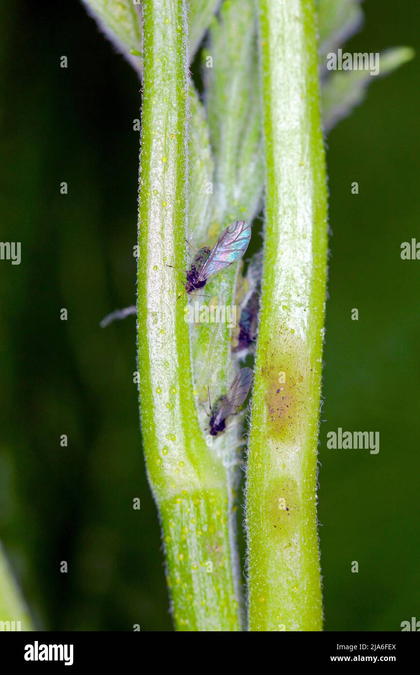 Red currant blister aphid Cryptomyzus ribis on leaf. Stock Photo