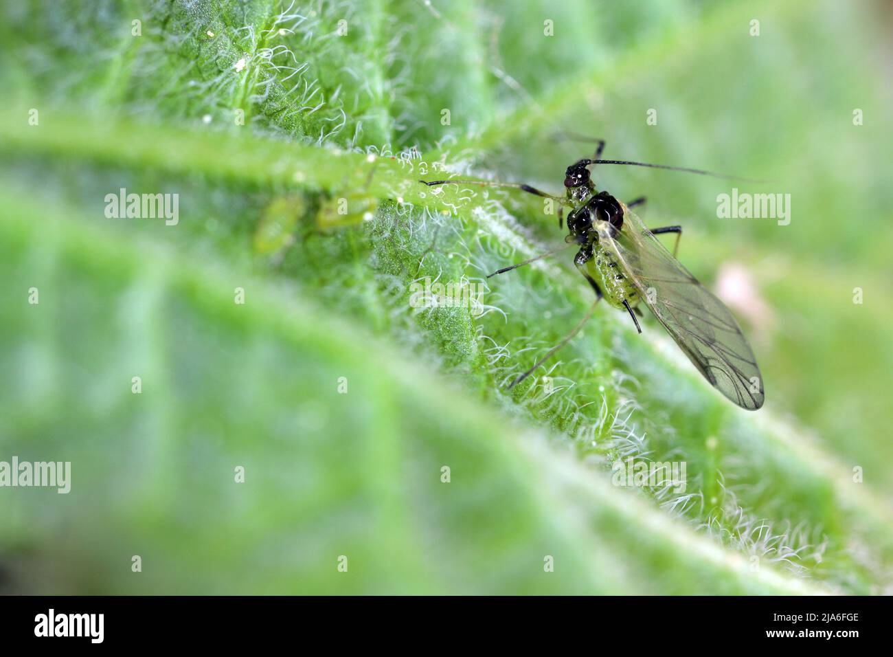 Red currant blister aphid Cryptomyzus ribis on leaf. Stock Photo