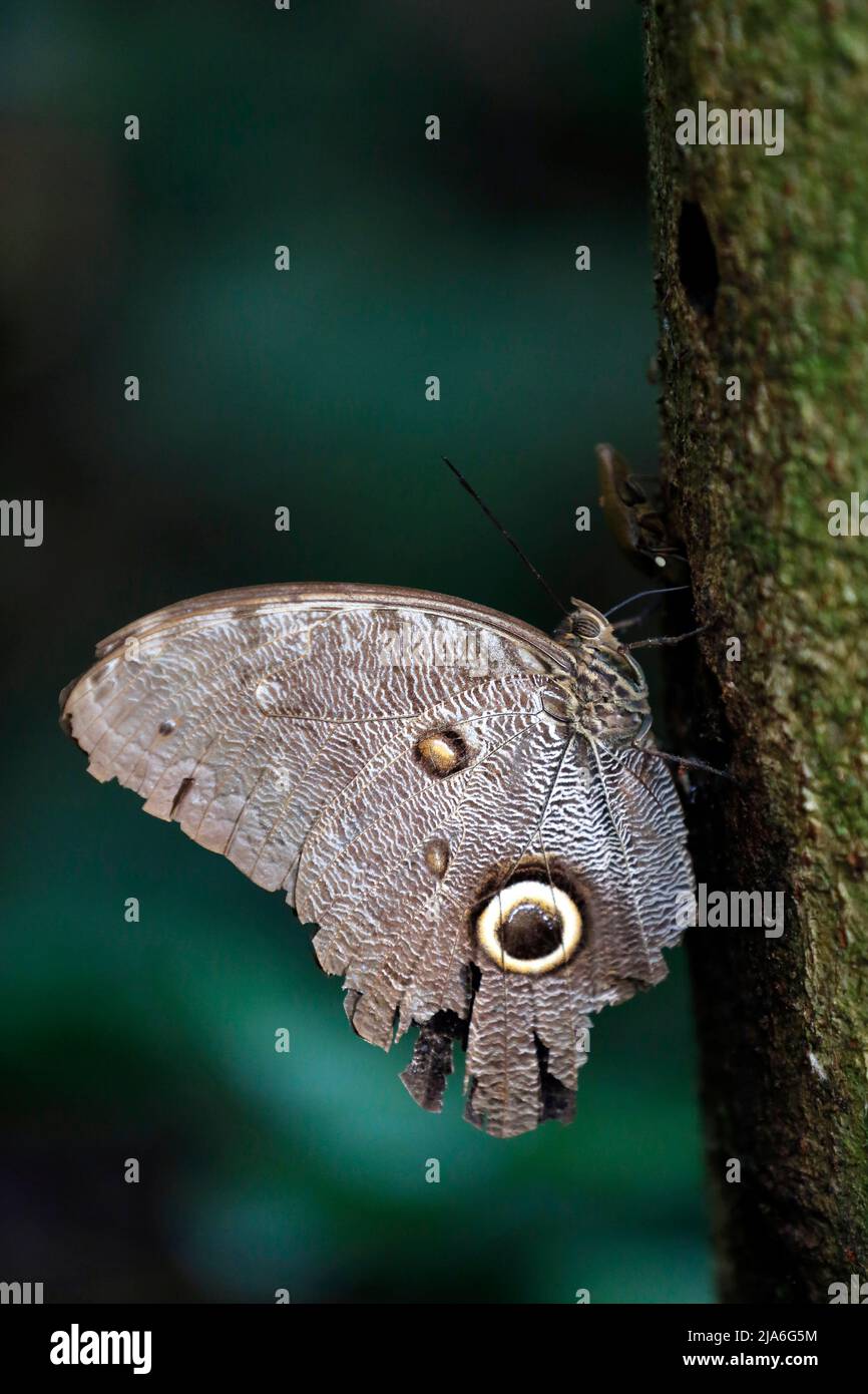 Giant Owl Butterfly in Profile, on Tree. Tambopata, Amazon Rainforest