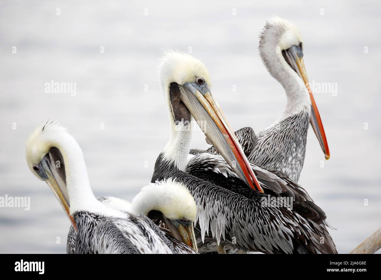 Close-up of Peruvian Pelicans (Pelecanus thagus). Paracas, Peru Stock Photo