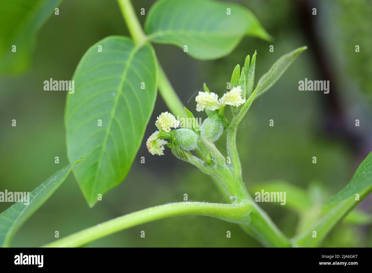 Female walnut tree flowers, bud and young leaves. Juglans regia (Juglandaceae). Stock Photo