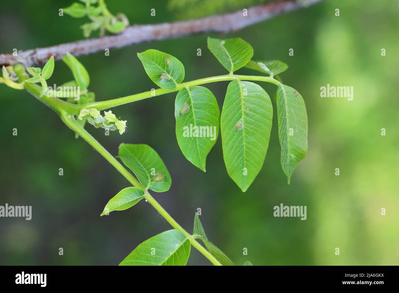 walnut leaf gall mite, Persian walnut leaf blister mite (Aceria tristriatus, Eriophyes erineus), galls on a walnut leaf Stock Photo