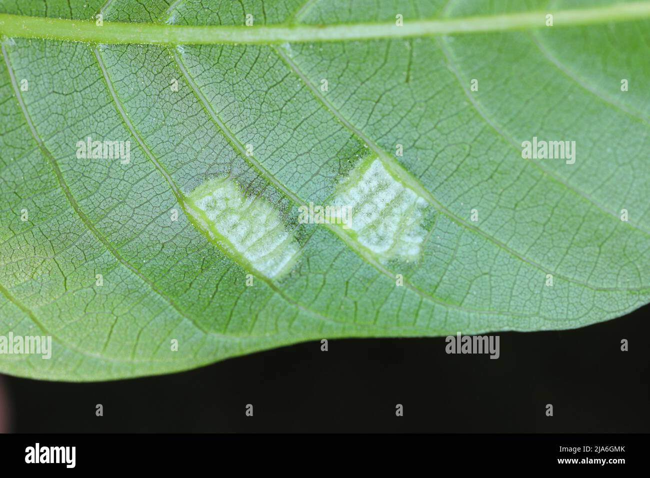 walnut leaf gall mite, Persian walnut leaf blister mite (Aceria tristriatus, Eriophyes erineus), galls on a walnut leaf Stock Photo