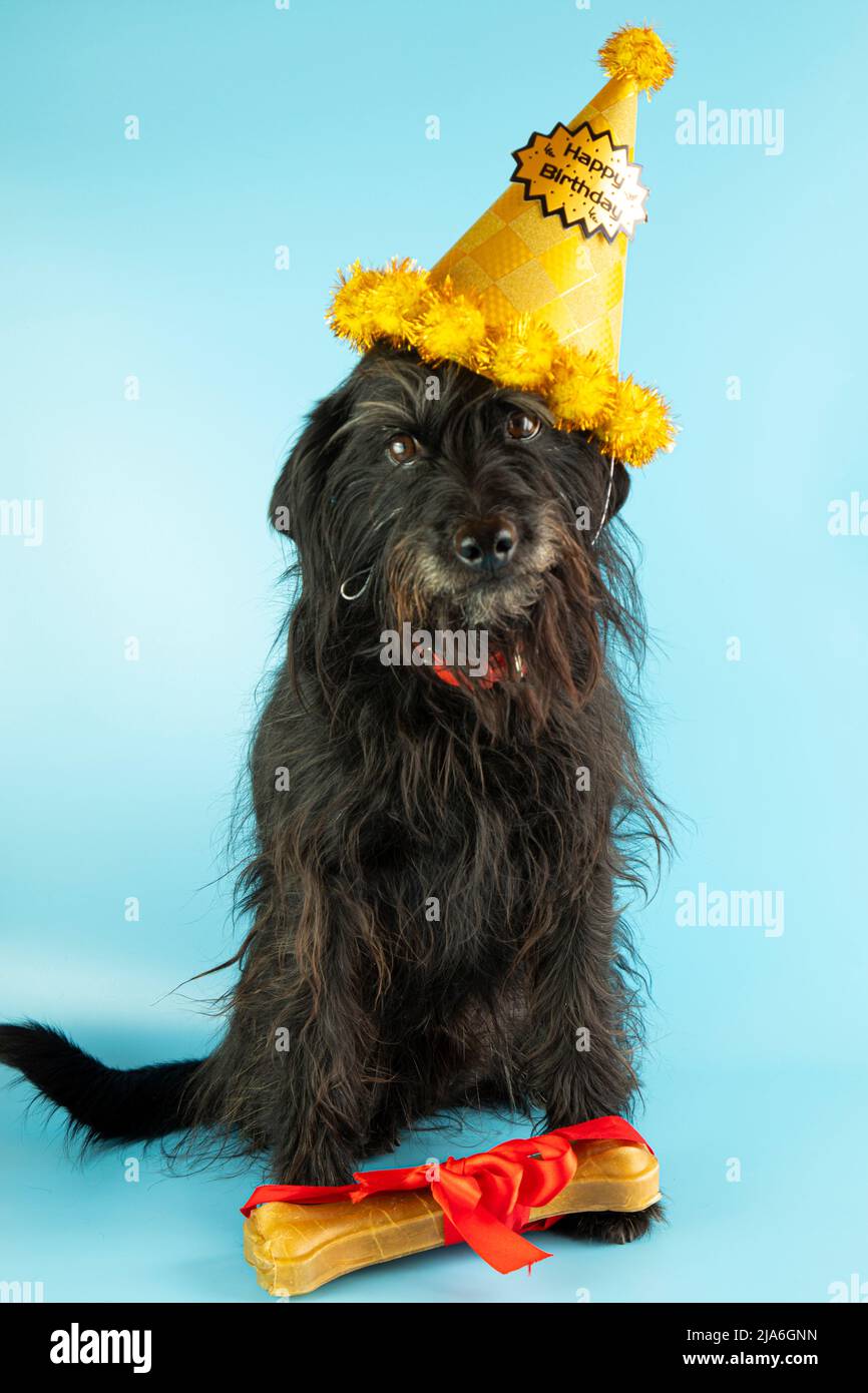 Funny schnauzer dog wishes happy birthday, in a festive hat and with a