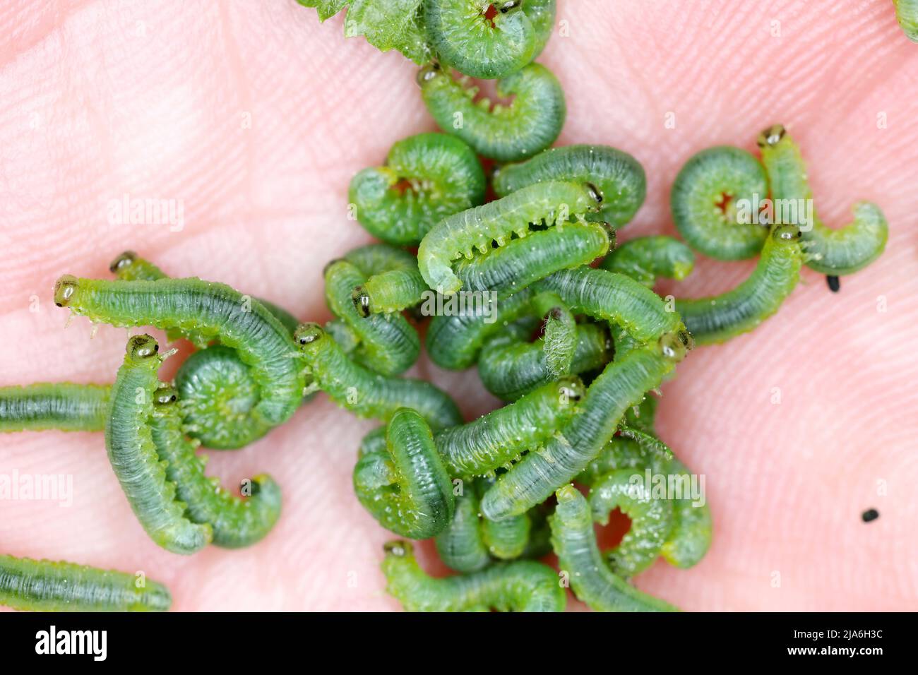 mall gooseberry sawfly Pristiphora rufipes - larvae. The currant sawfly is a pest of currants and gooseberries. Stock Photo