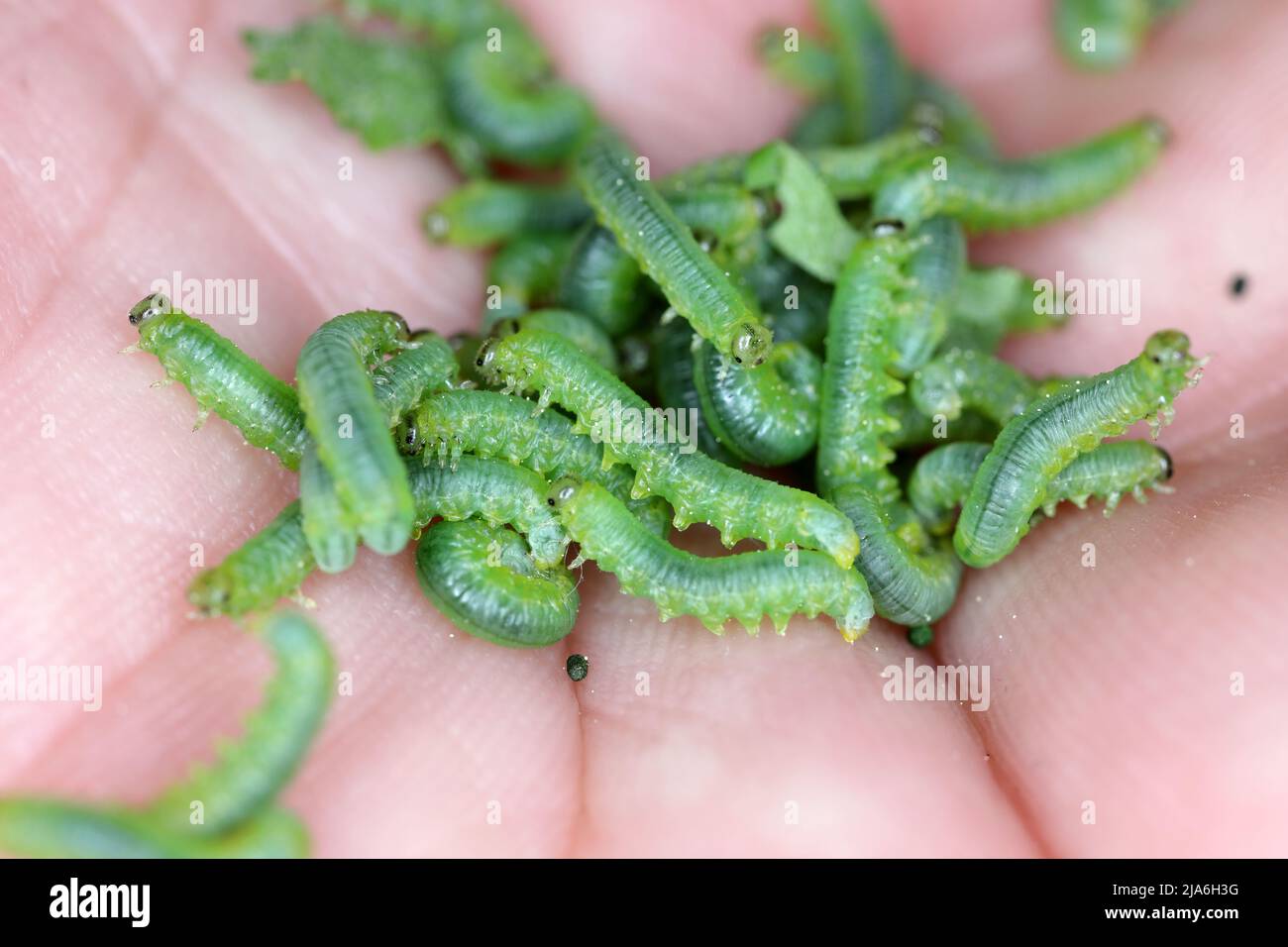 mall gooseberry sawfly Pristiphora rufipes - larvae. The currant sawfly is a pest of currants and gooseberries. Stock Photo