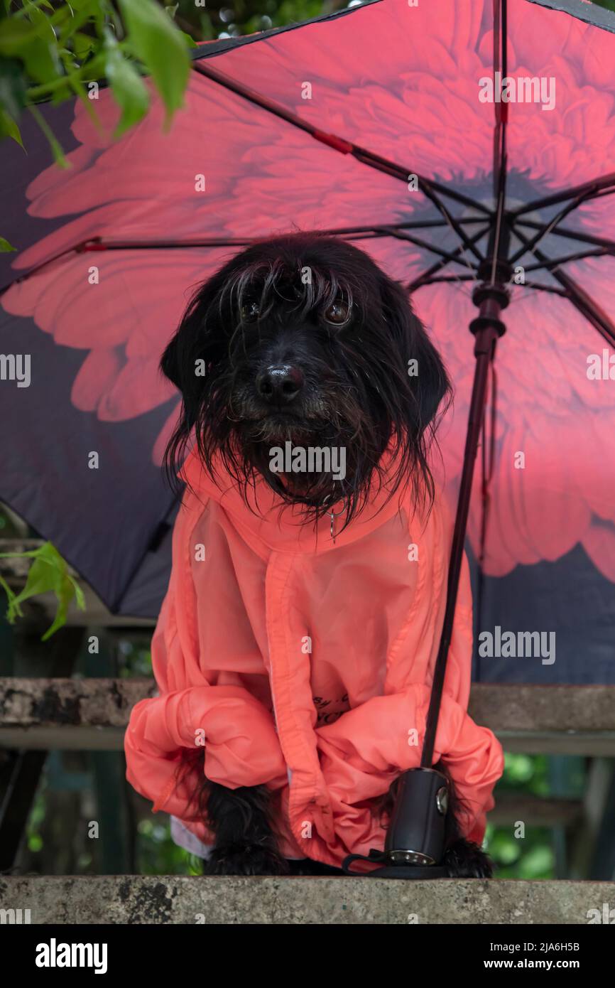 Funny rain protection hi-res stock photography and images - Alamy