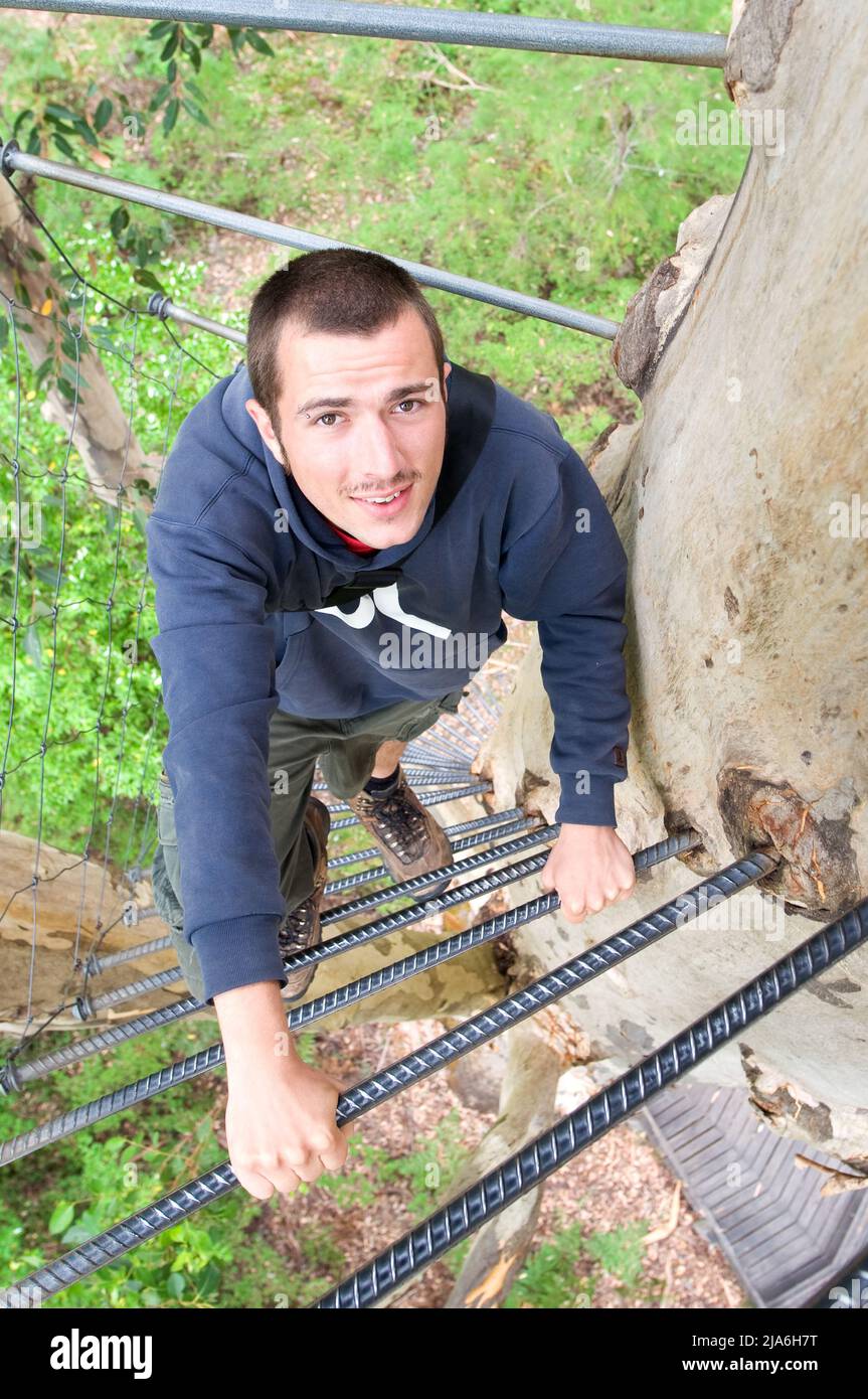 Climber on his way up Gloucester Tree to the fire lookout platform in a height of 58 meters. Stock Photo