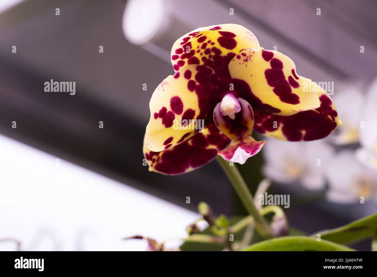 Phalaenopsis orchid bud close-up. Orchids background. A rare beautiful sight. Botany plant in greenhouse. Spotted burgundy purple lilac yellow bud. Stock Photo