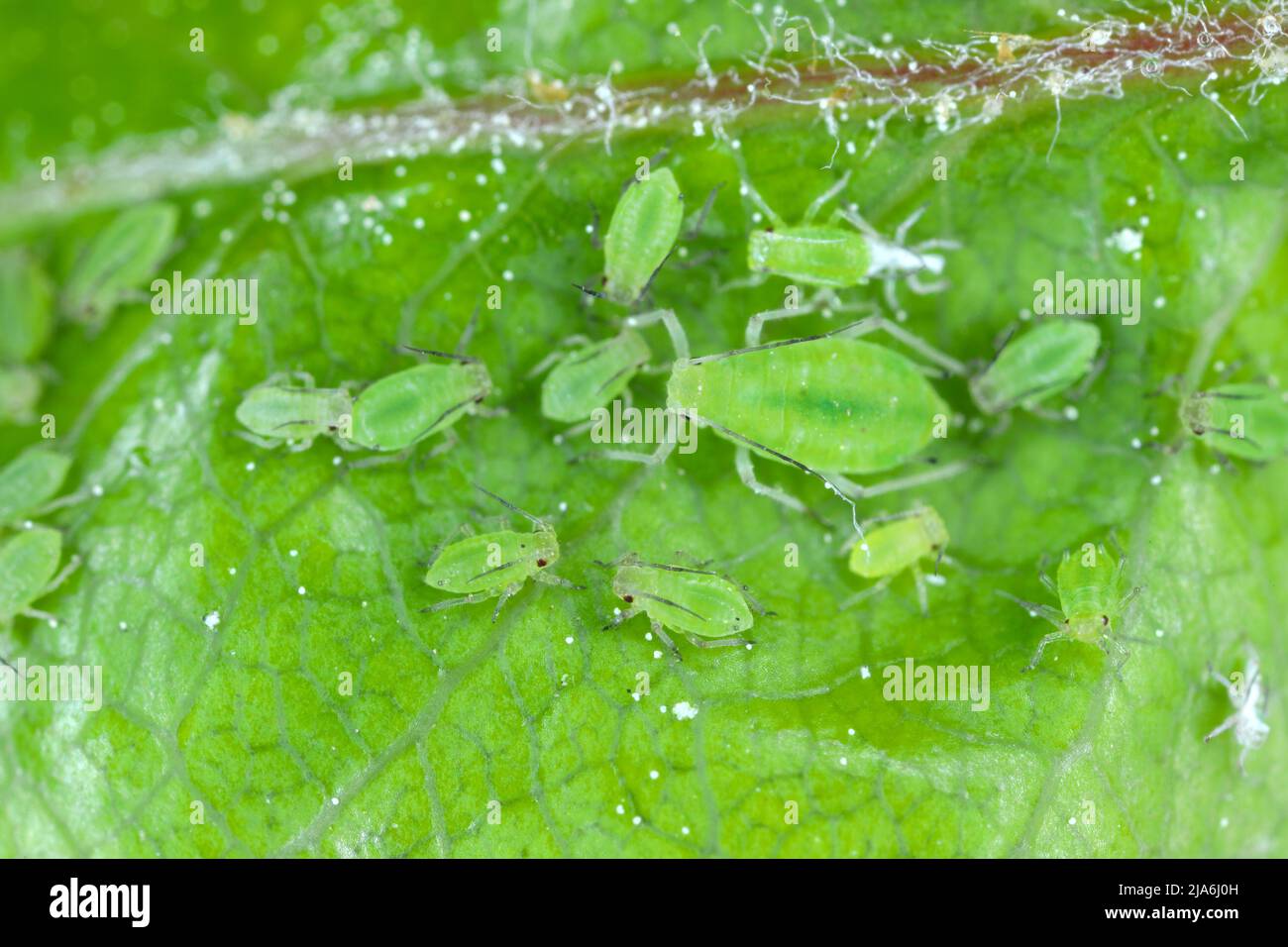 Rhopalosiphum oxyacanthae. (R. insertum) Apple-grass aphid. Stock Photo