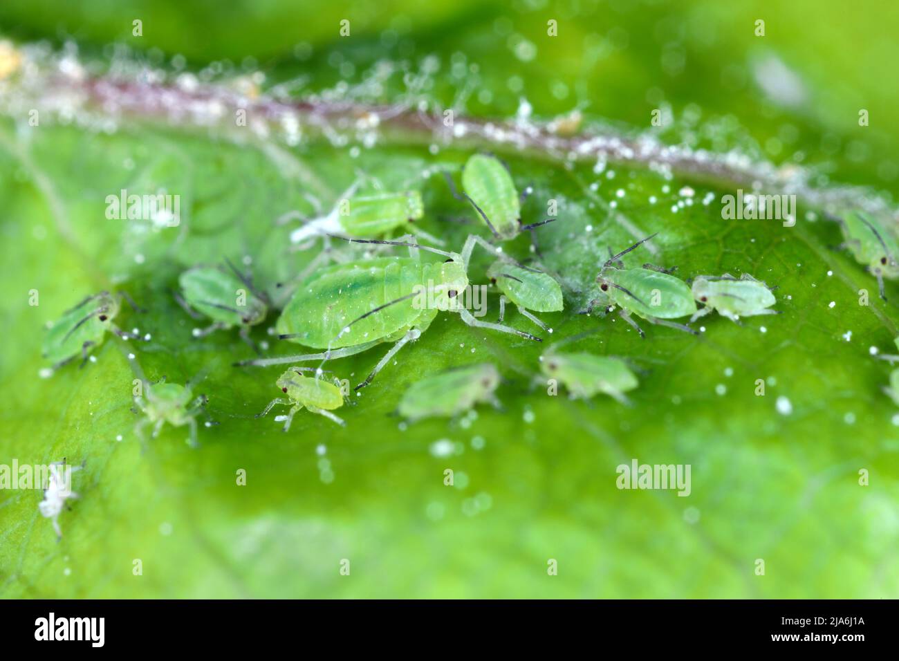 Rhopalosiphum oxyacanthae. (R. insertum) Apple-grass aphid. Stock Photo