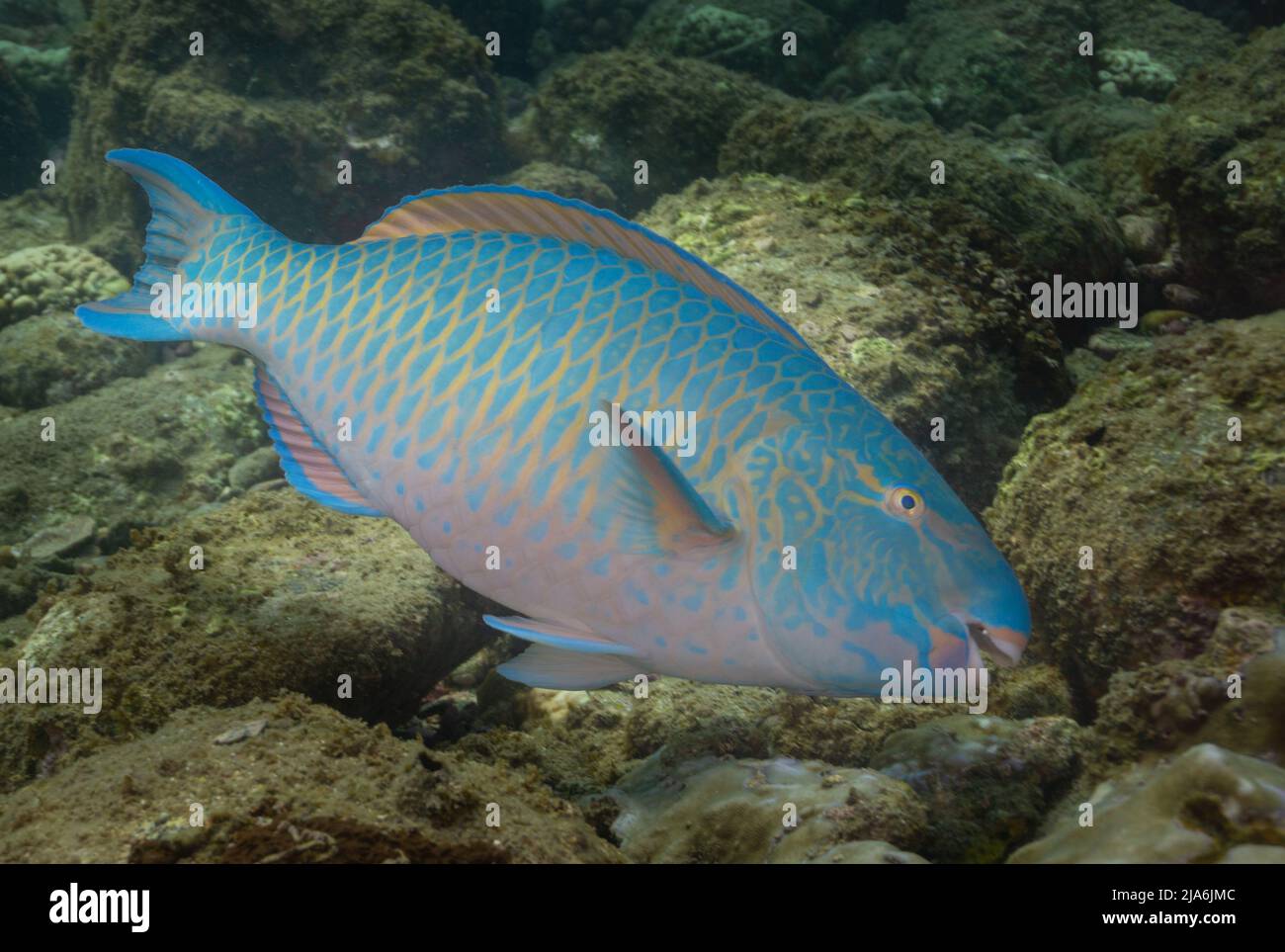 Underwater image of a Parrot Fish photographed during scuba diving in Netrani (Karnataka, India) Stock Photo