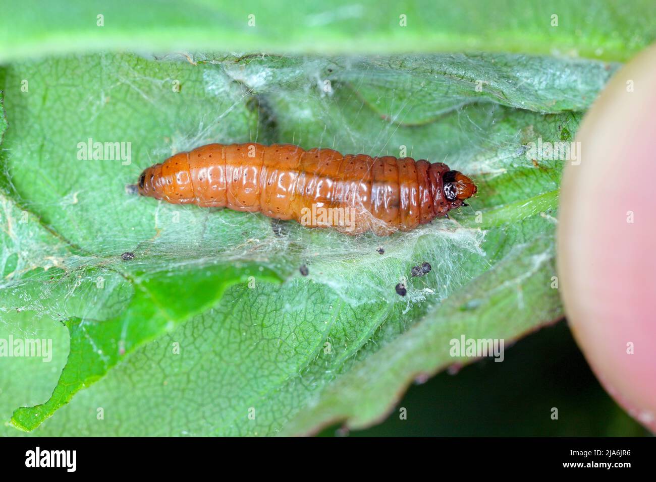 Rose tortrix (Archips rosana) caterpillar in webbed and damaged rose leaf. Stock Photo