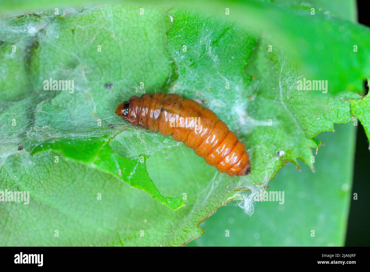 Rose tortrix (Archips rosana) caterpillar in webbed and damaged rose leaf. Stock Photo