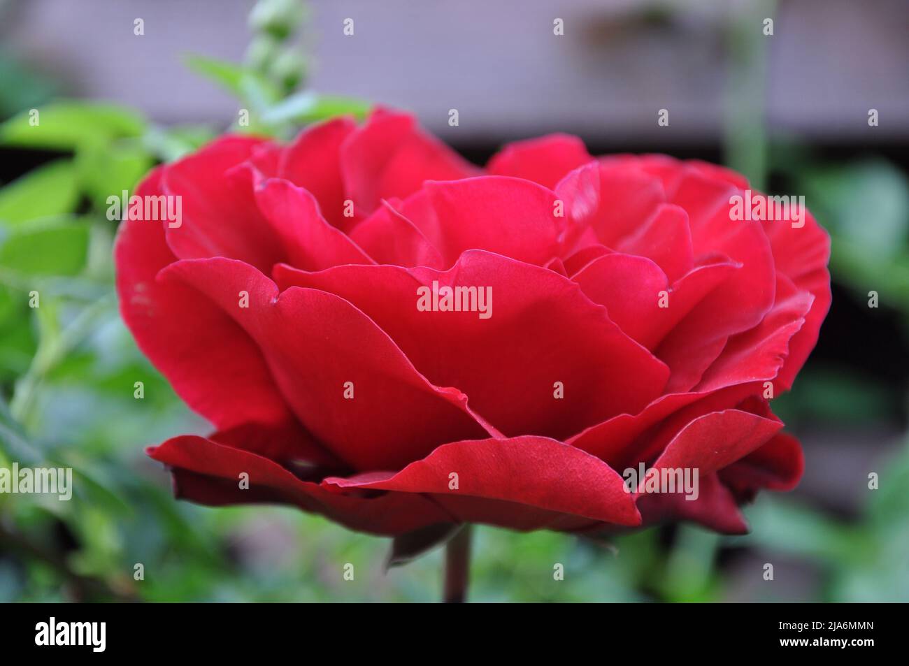 Beautiful red rose in a garden. Red rose blossoming in garden after rain. Beautiful flower closeup blooming in garden. Beautiful flower of rose covere Stock Photo