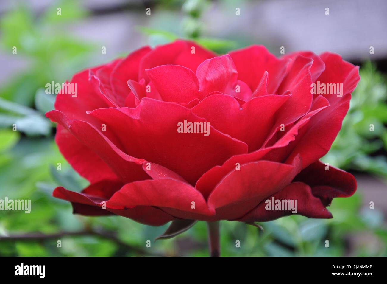 Beautiful red rose in a garden. Red rose blossoming in garden after rain. Beautiful flower closeup blooming in garden. Beautiful flower of rose covere Stock Photo