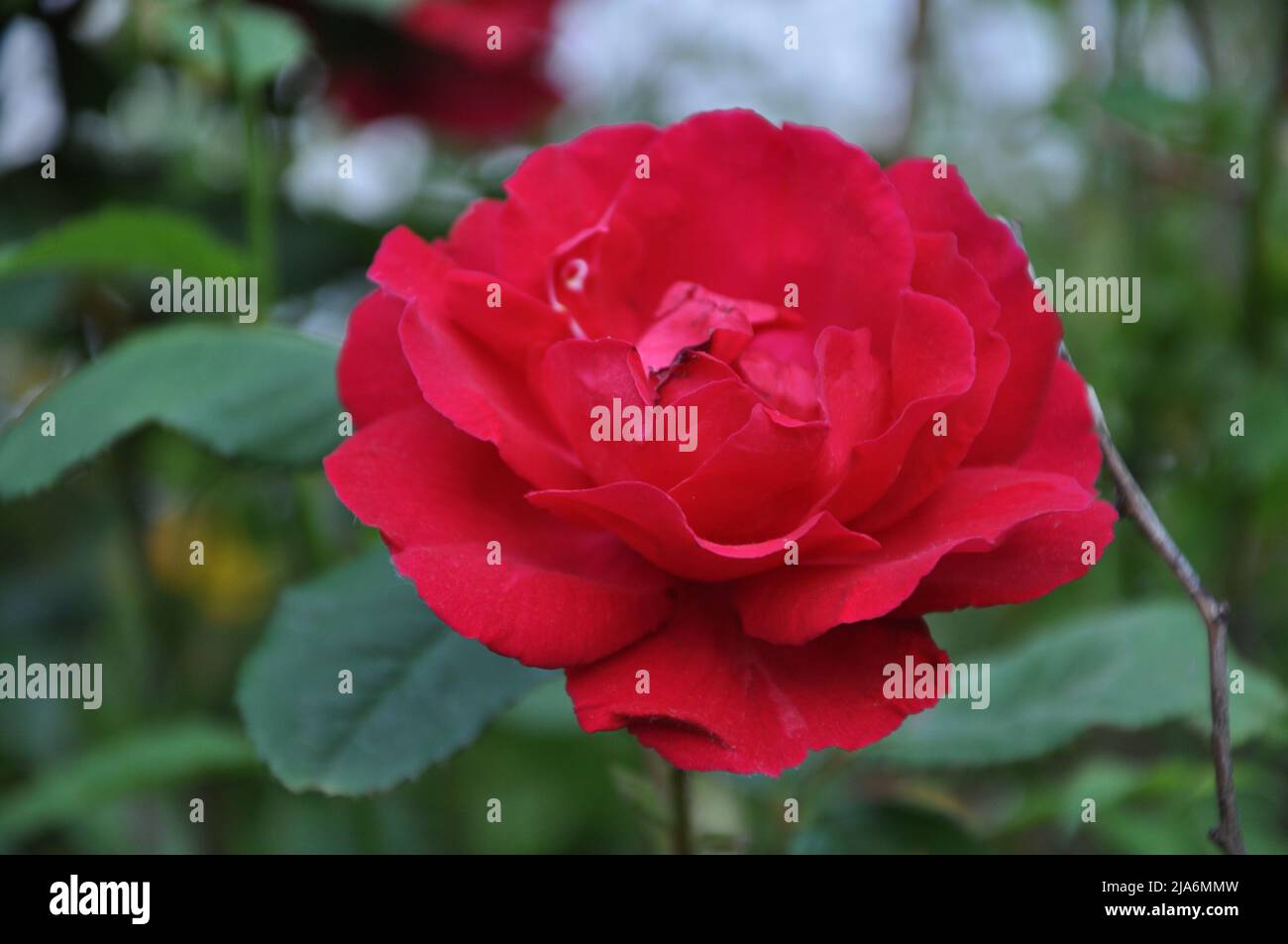 Close-up of a pink rose on a dark green background. High quality photo. Beautiful red rose in a garden. Red rose blossoming in garden after rain. Stock Photo