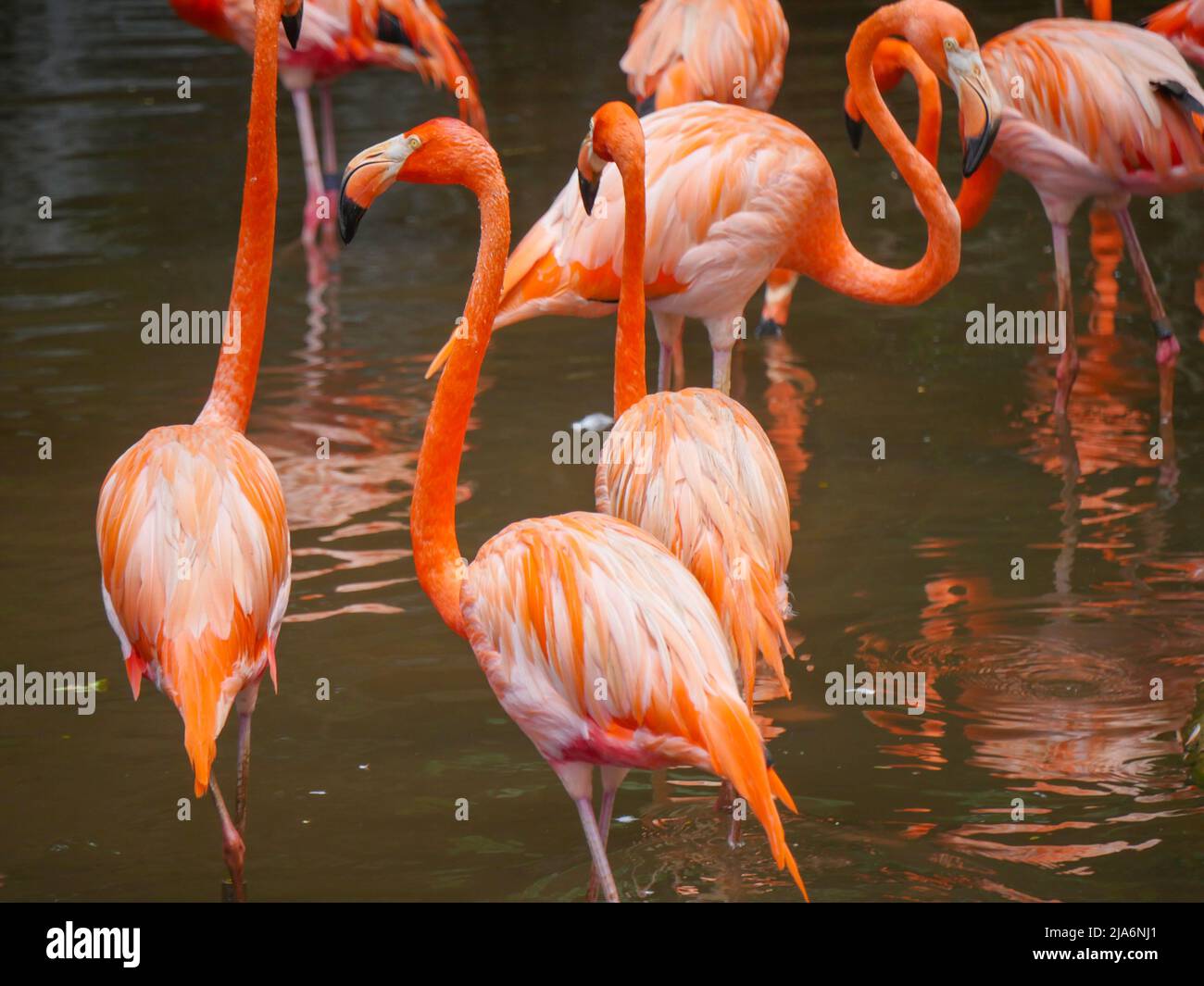Caribbean flamingos also known as American flamingo (Phoenicopterus