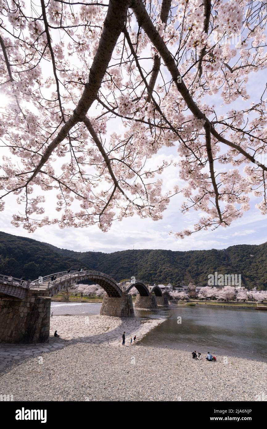 Kintaikyo Bridge and Cherry Blossom, Iwakuni, Yamaguchi Prefecture, Western Honshu, Japan Stock Photo