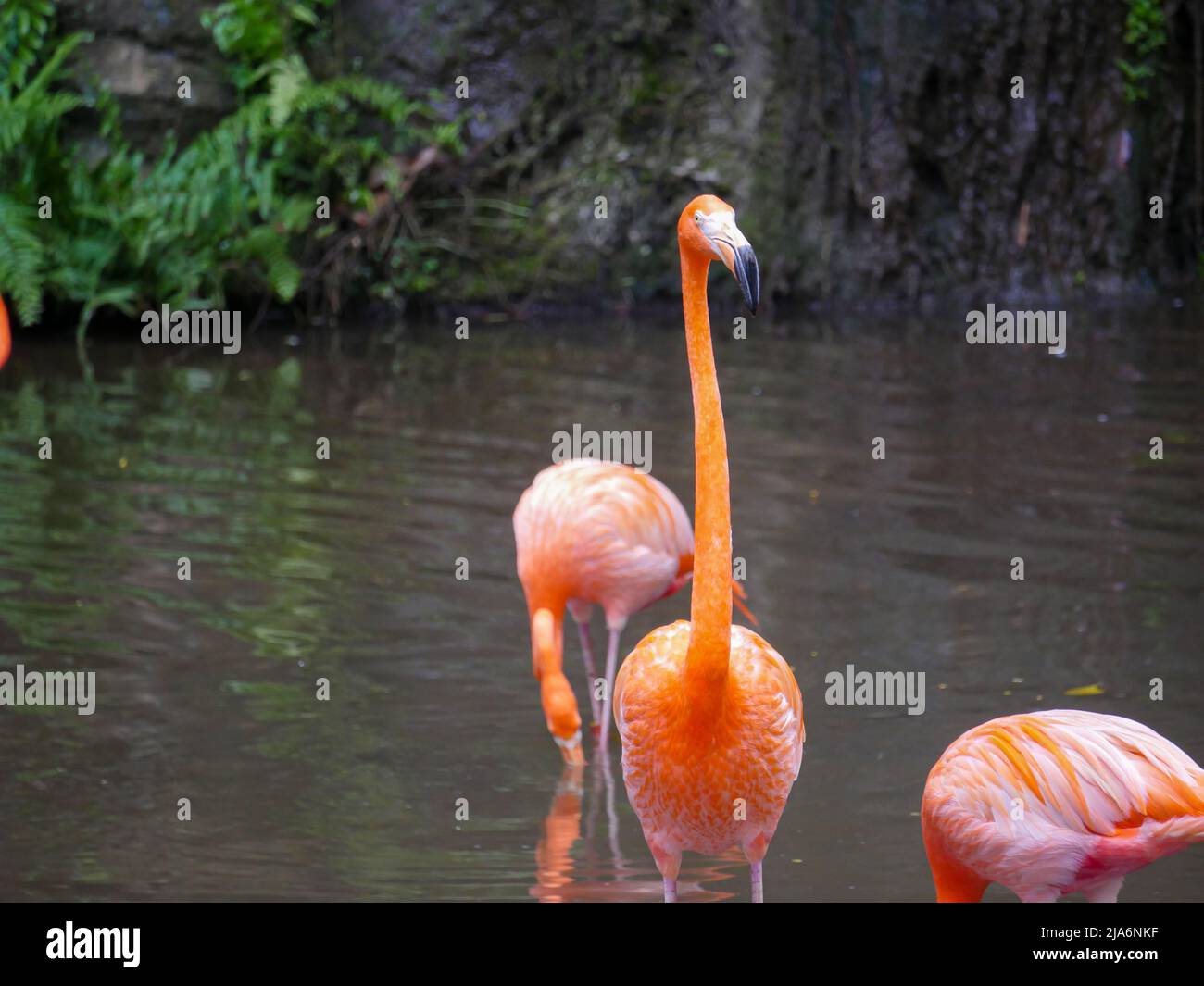 Caribbean flamingos also known as American flamingo (Phoenicopterus