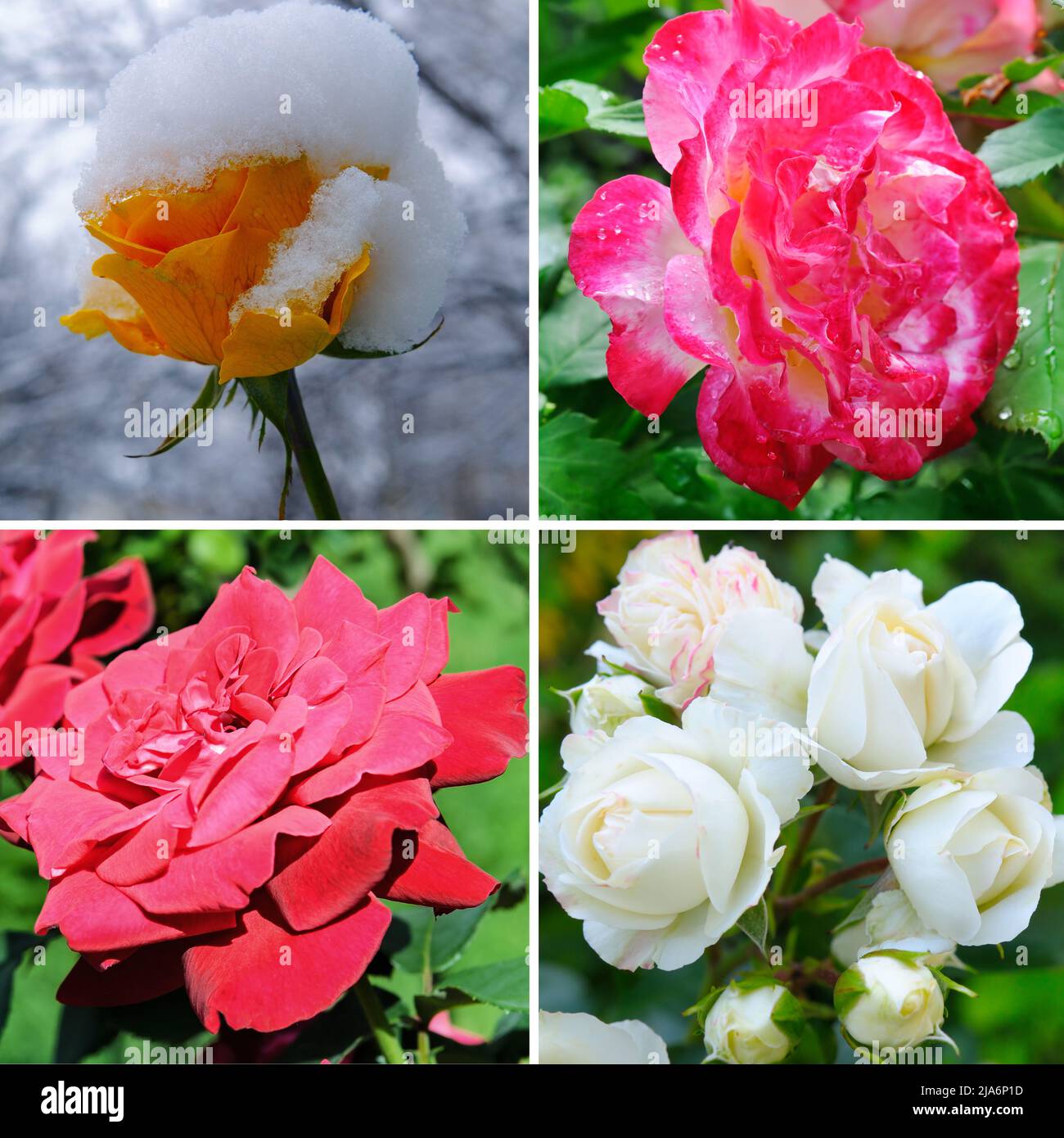 Pink Roses College Different pink flower collage hi-res stock photography and images - Alamy