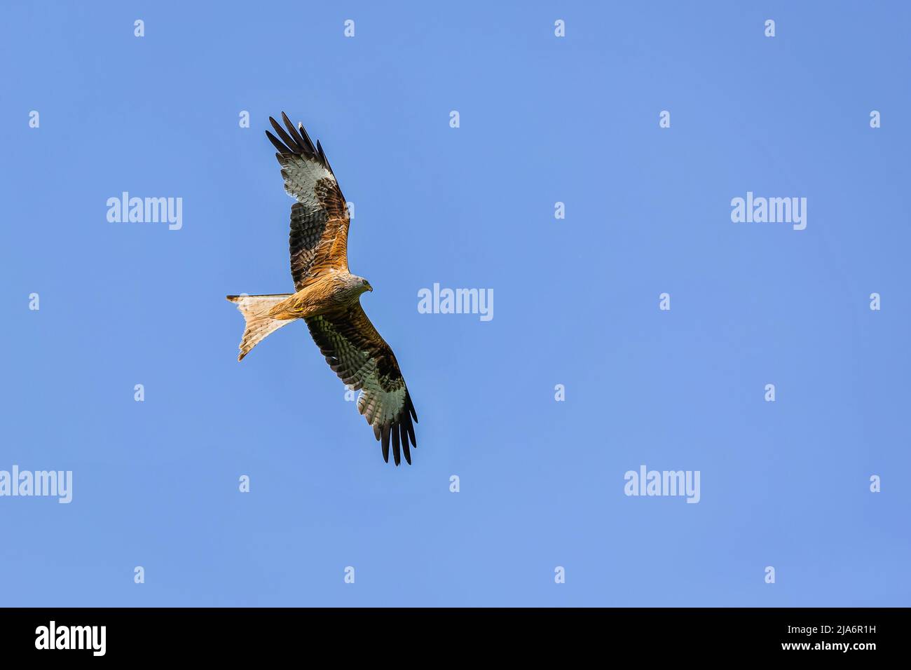 The red kite, a raptor with grey head and brownish body, flying over blue sky on a sunny spring day. Stock Photo