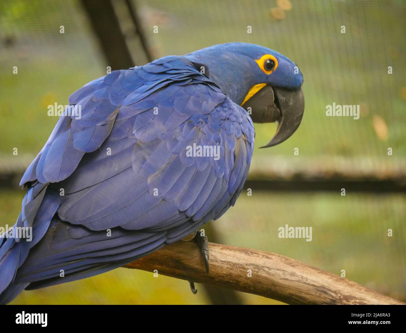 Hyacinth macaw (Anodorhynchus hyacinthinus), or hyacinthine macaw, is a parrot seated on wood log in park Stock Photo