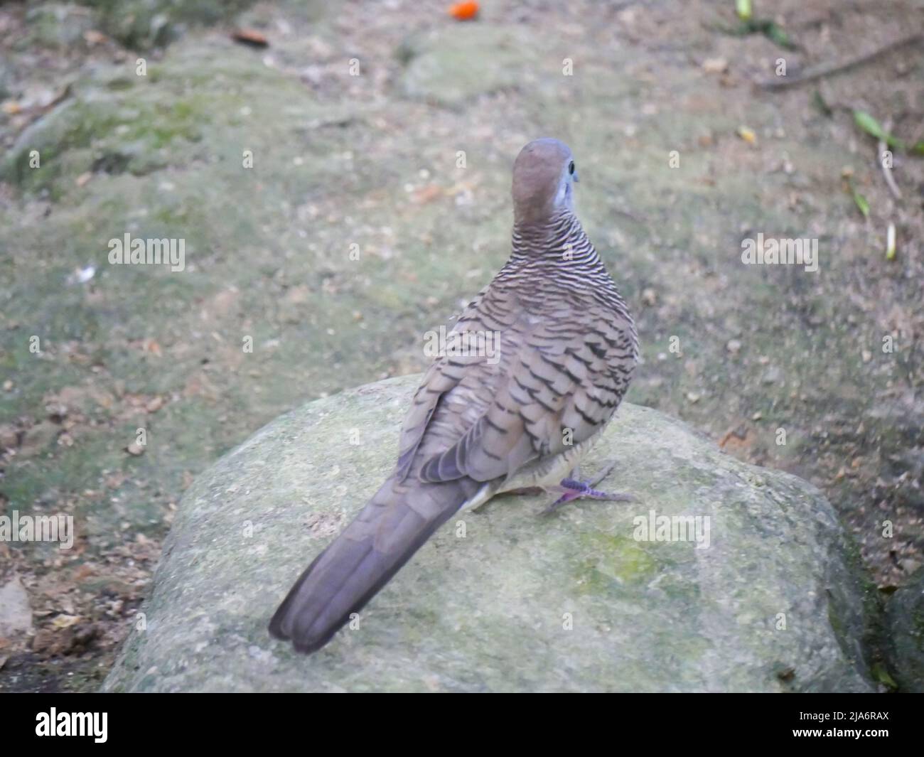 Lemon dove or cinnamon dove (Columba larvata) is a species of bird in the pigeon family Columbidae found in montane forests of sub-Saharan Africa seat Stock Photo