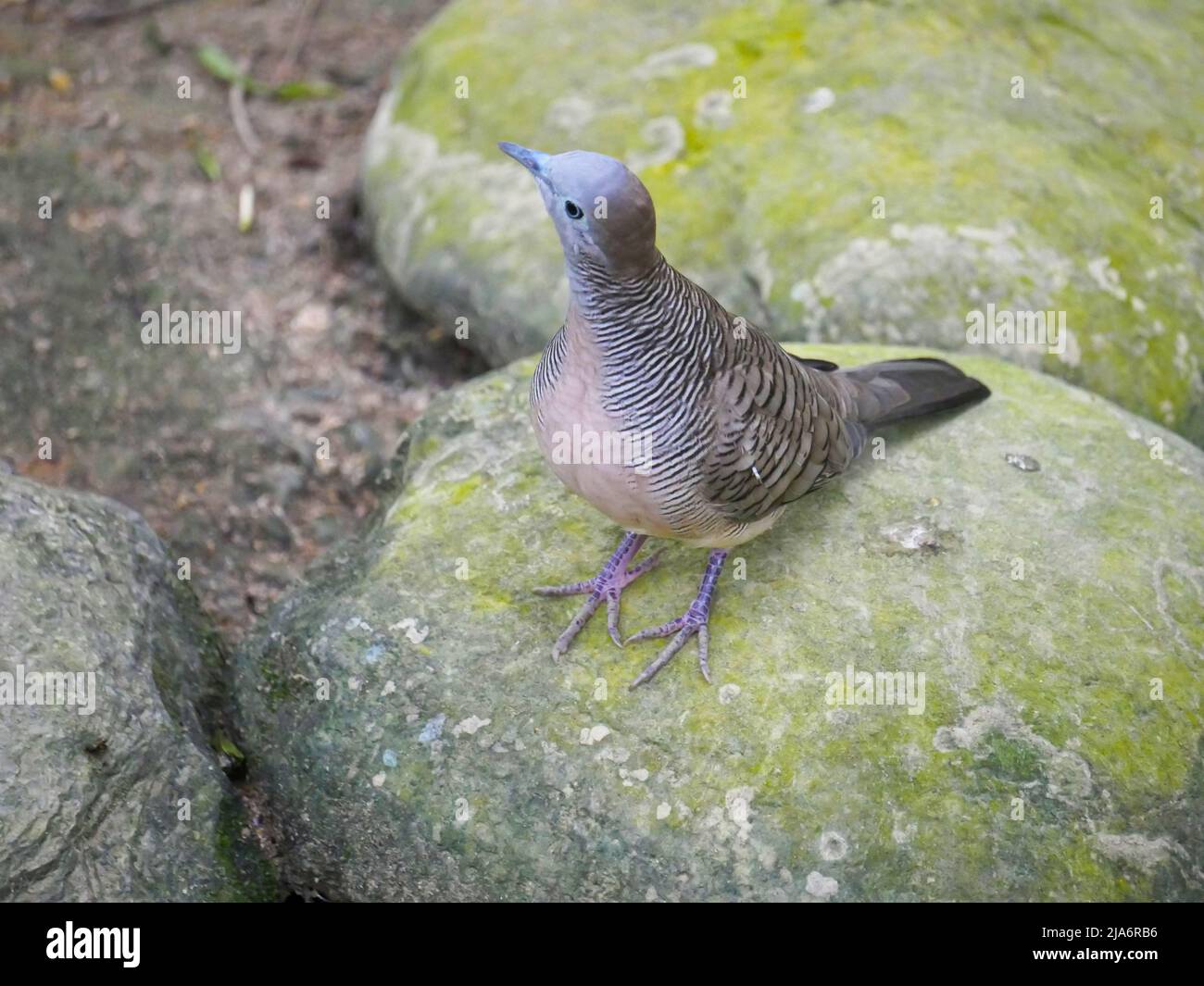 Lemon dove or cinnamon dove (Columba larvata) is a species of bird in the pigeon family Columbidae found in montane forests of sub-Saharan Africa seat Stock Photo