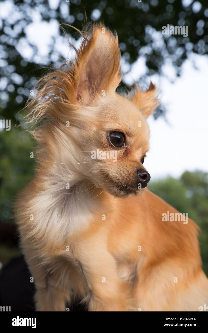 Pet Miniature dog Stock Photo
