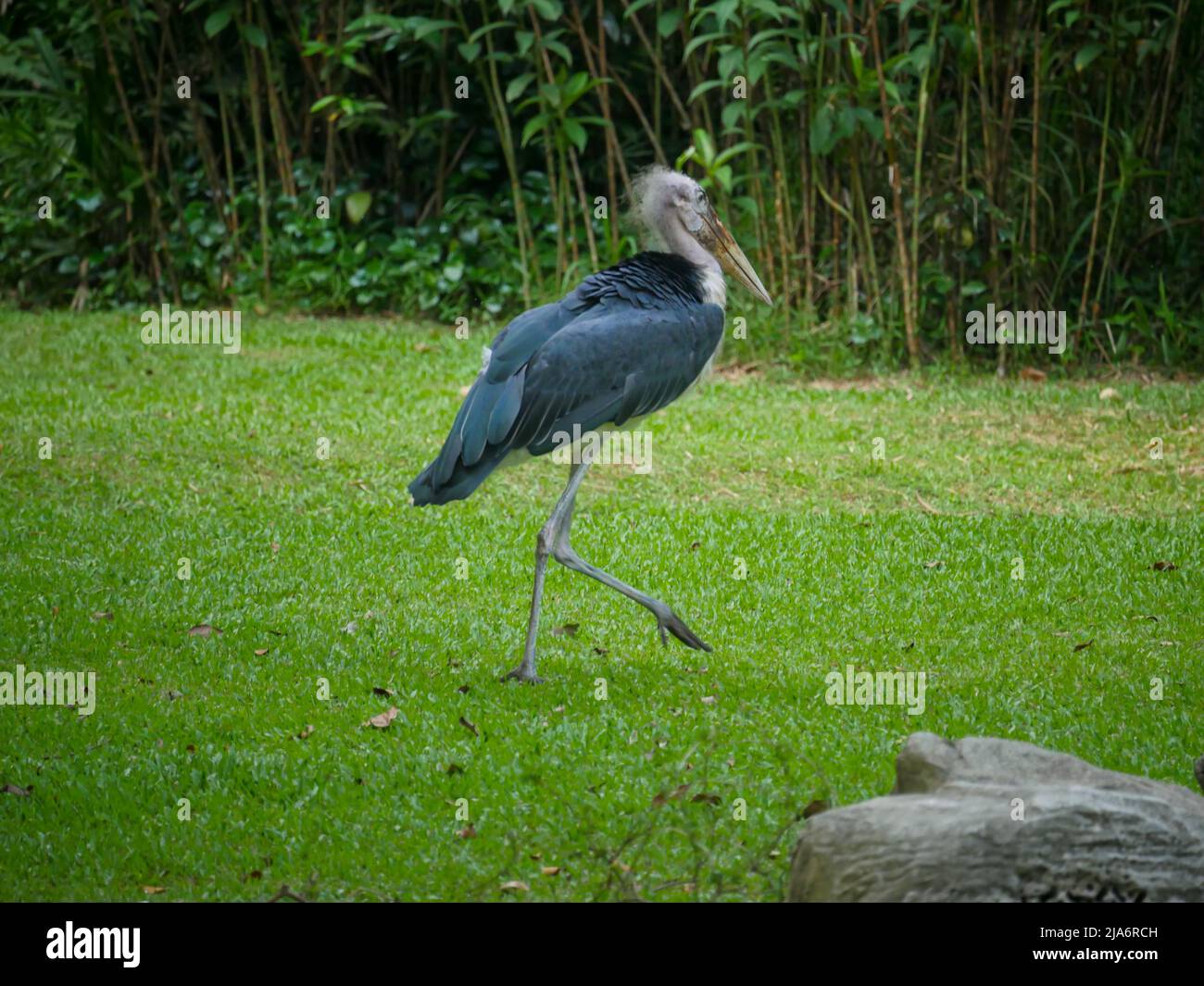 Lesser adjutant stork (Leptoptilos javanicus) is a large wading bird in ...