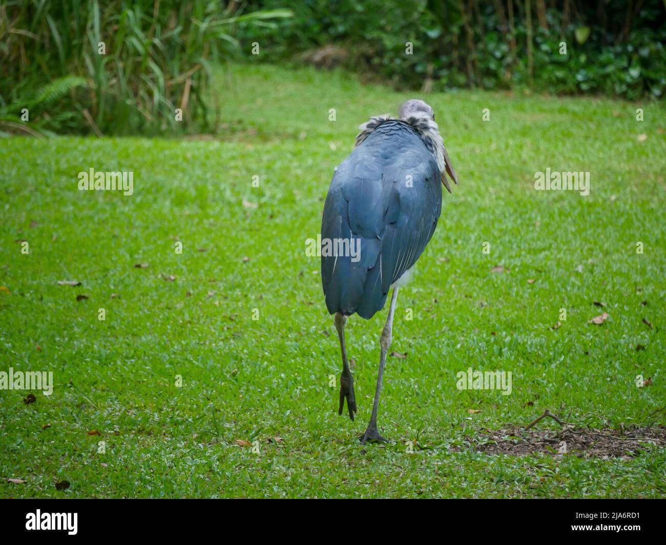 Lesser adjutant stork (Leptoptilos javanicus) is a large wading bird in ...