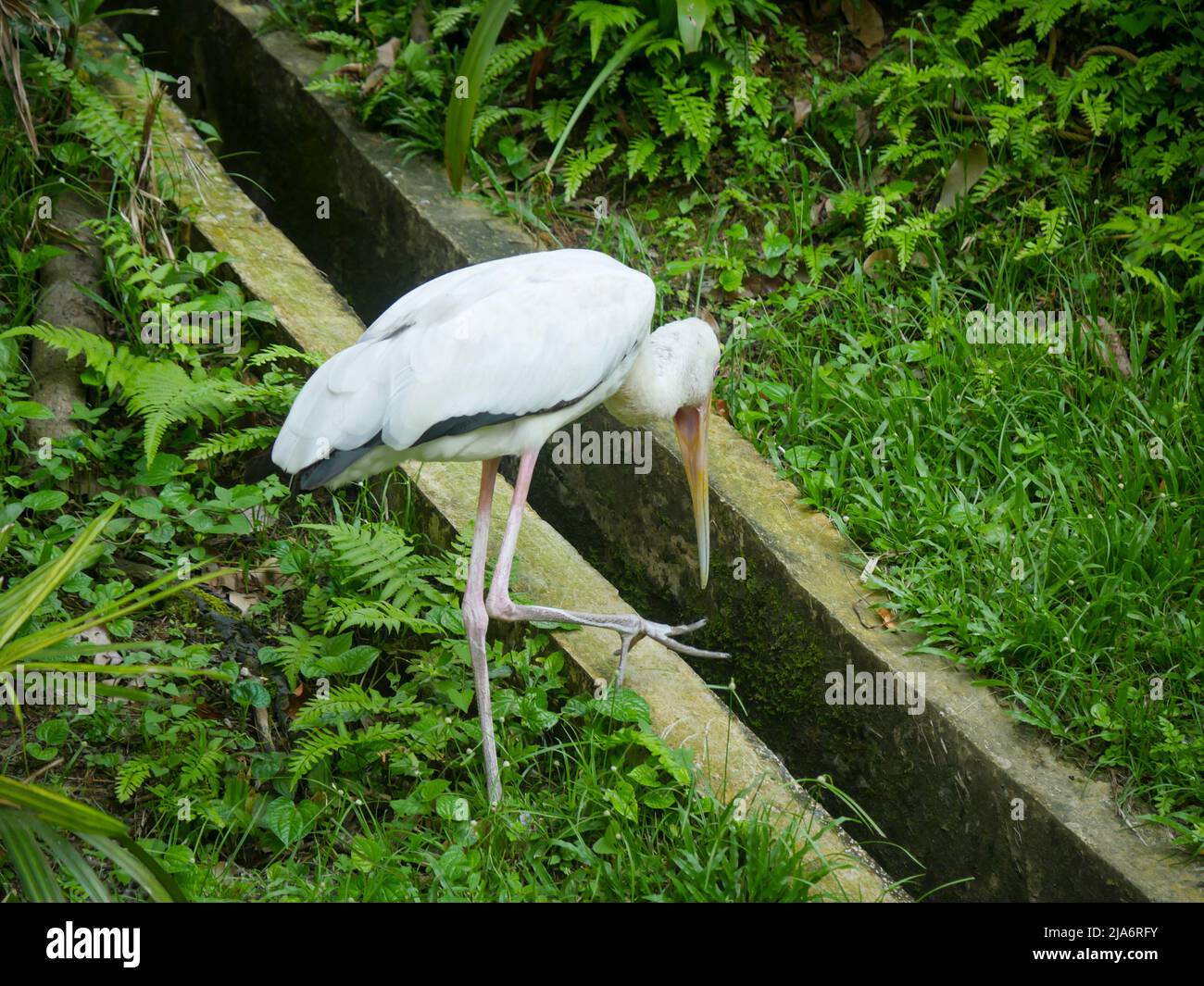 Large southeast asian species hi-res stock photography and images - Alamy