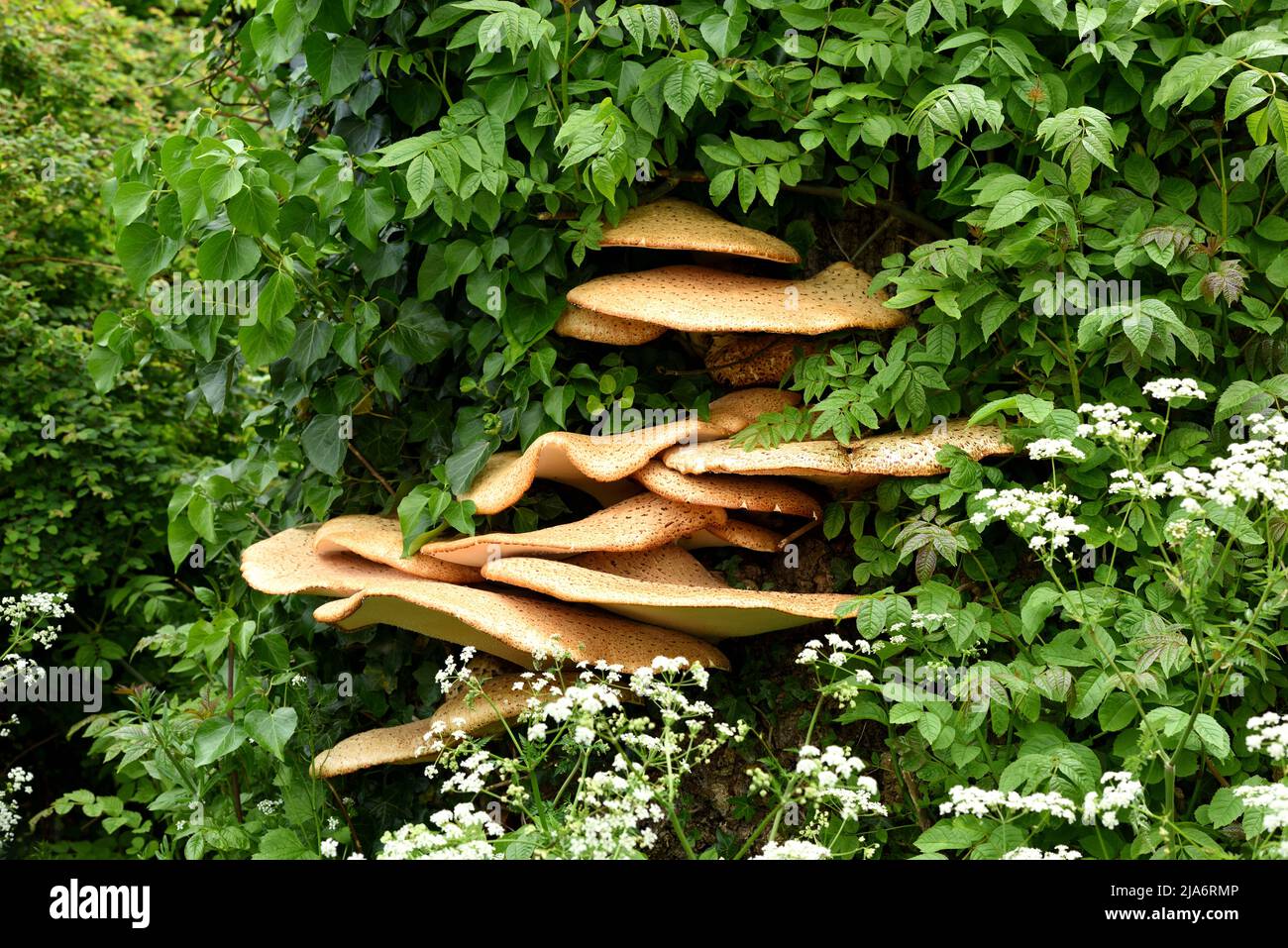 A Pheasant Back bracket mushroom. Stock Photo