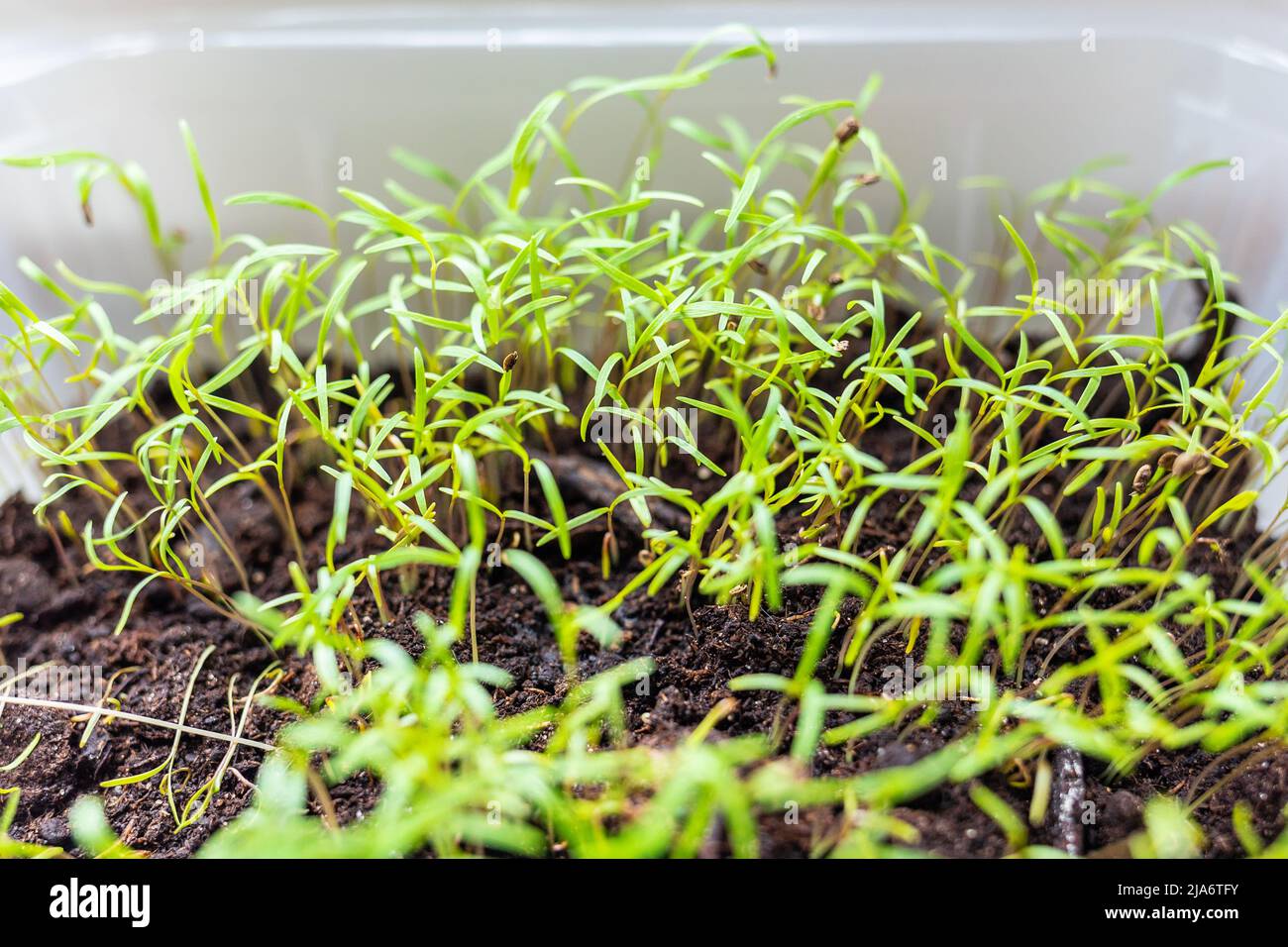 Microgreen, vegetable and herb. Close up view. Fresh sprouts and young