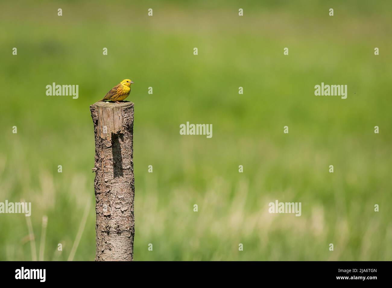 The yellowhammer, a male passerine bird, perching on a wooden pole at the pasture on a sunny spring day. Green grass in the background. Stock Photo