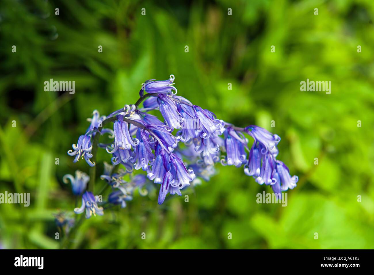 Deep blue wild flowers hi-res stock photography and images - Alamy