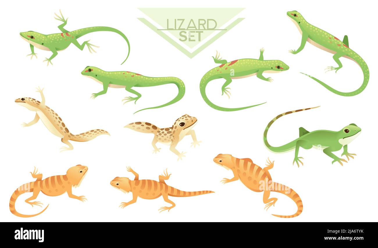 Collection of Green and brown small lizard cartoon animal design vector illustration Stock Vector