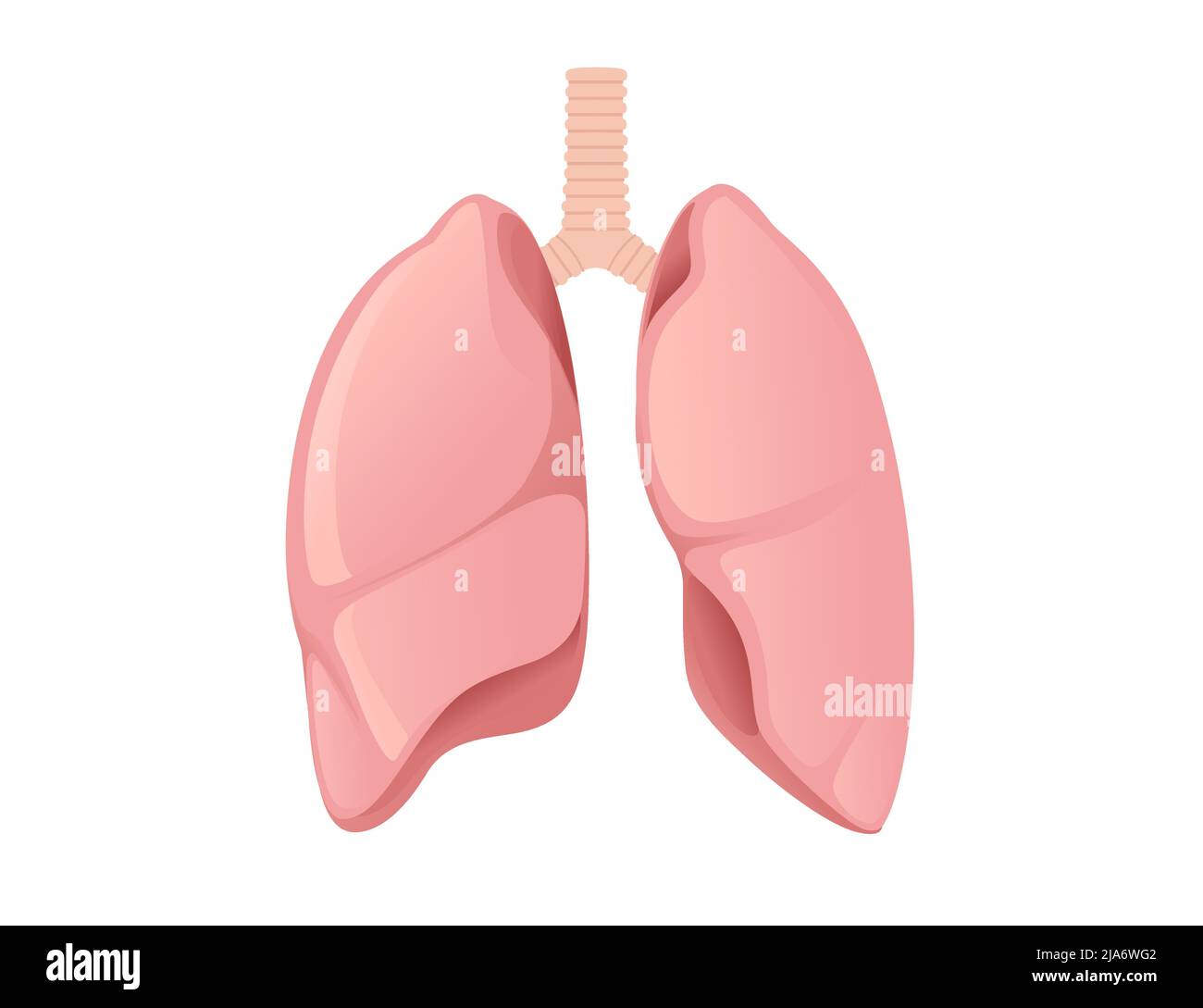 Human Lungs Cartoon Design Human Anatomy Organ Vector Illustration On White Background Stock