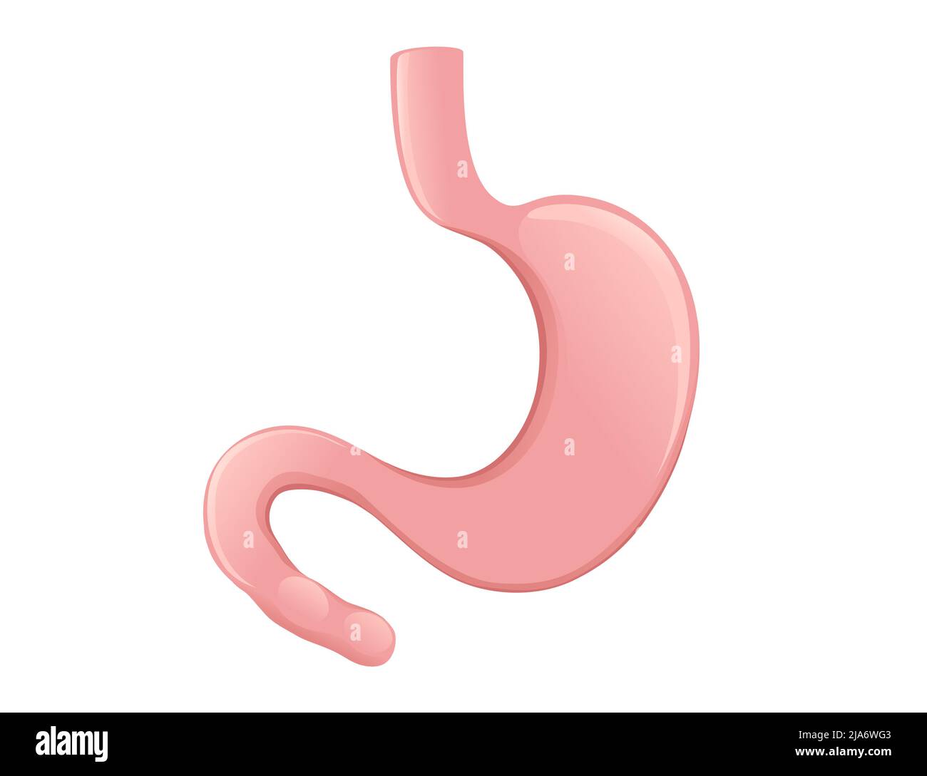 Human Stomach cartoon design human anatomy organ vector illustration on white background Stock Vector